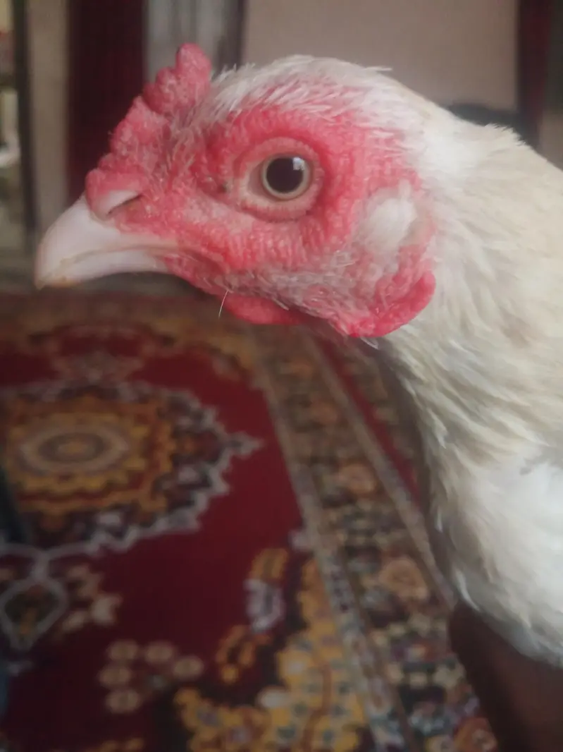 aseel murgiyan for sale — photo 3