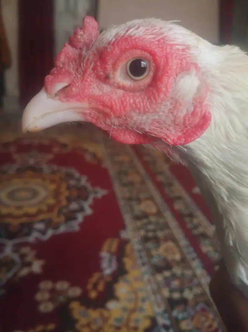 aseel murgiyan for sale — photo 4