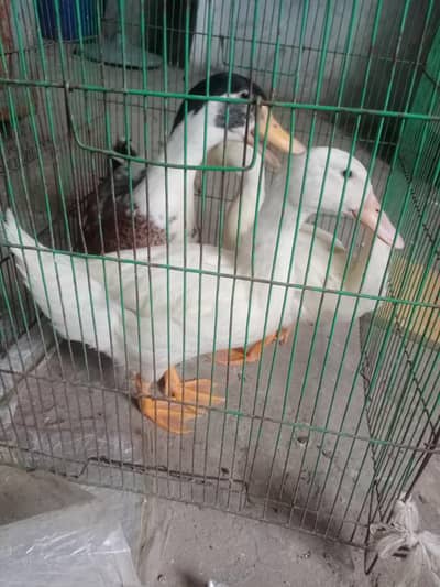 Pure White ducks Pair GHR ki Pali huwe ,A++ Quality 03364578464