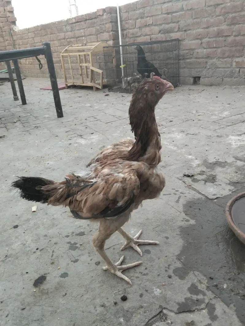 aseel other — photo 3