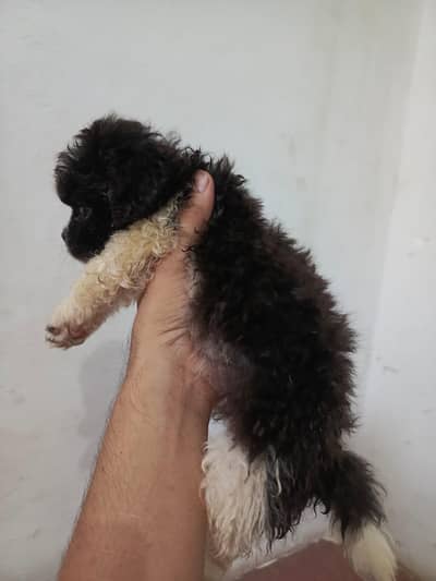 Shitzu Puppies