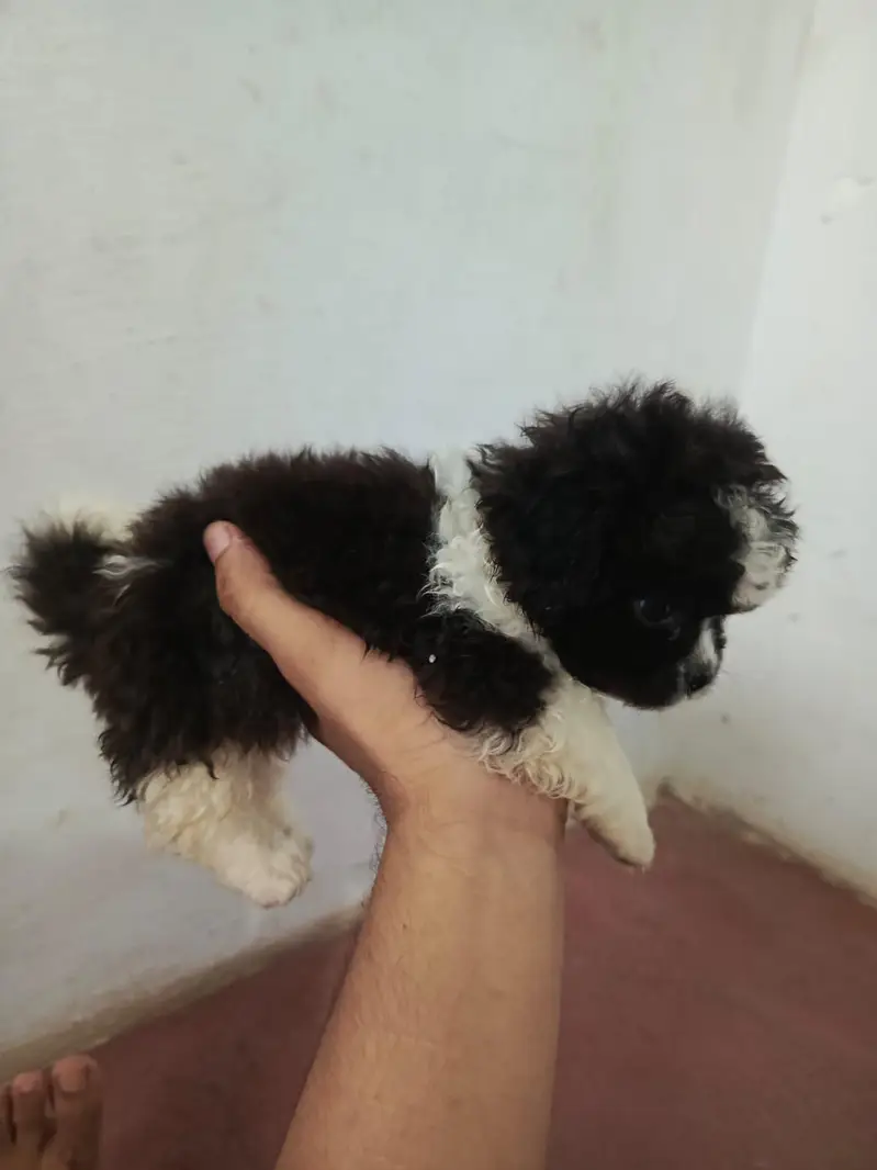 Shitzu Puppies — photo 2