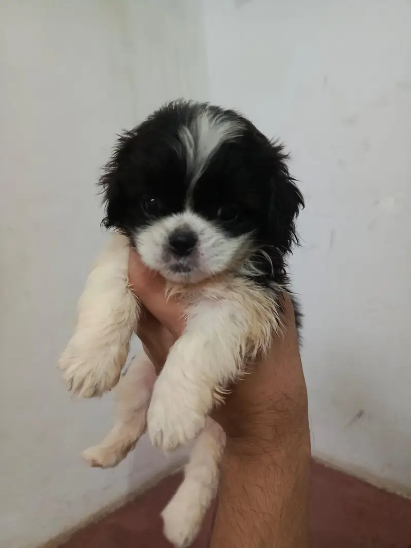 Shitzu Puppies — photo 3