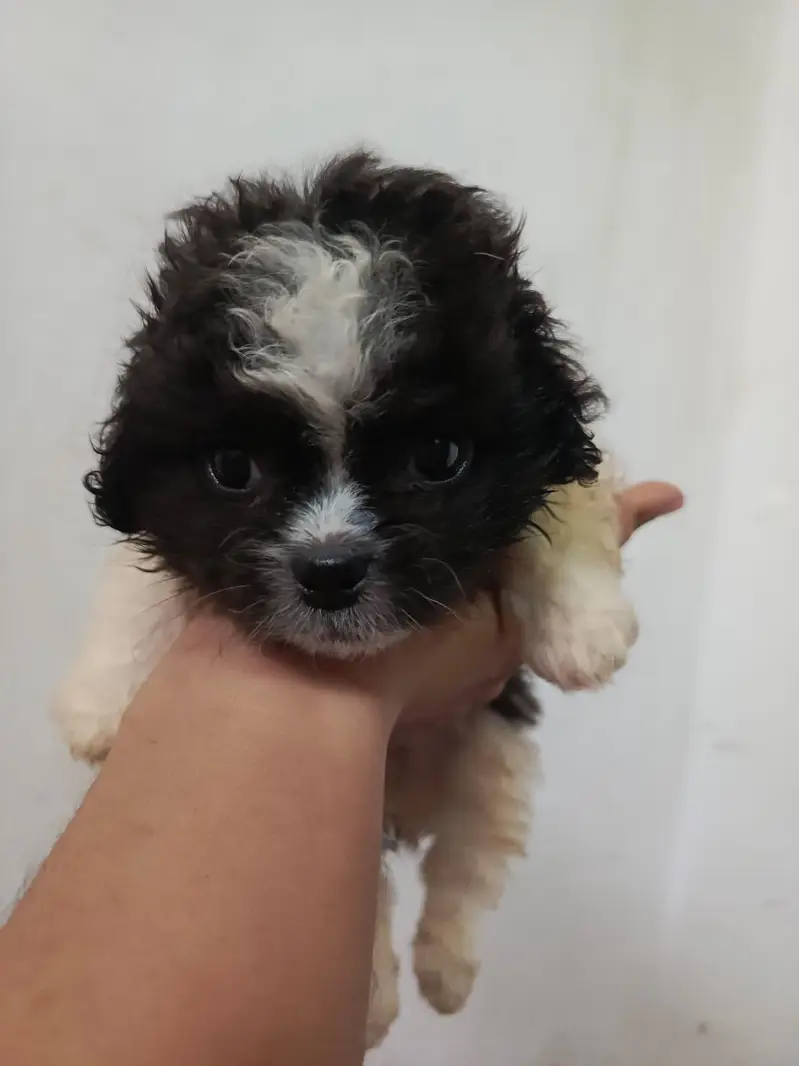 Shitzu Puppies — photo 4