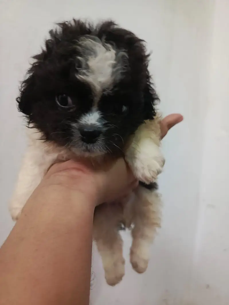 Shitzu Puppies — photo 5