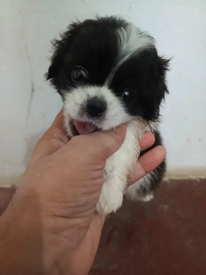 Shitzu Puppies — photo 6