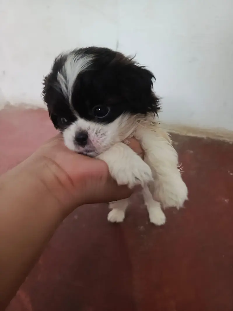 Shitzu Puppies — photo 7
