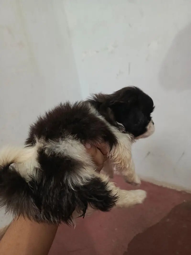 Shitzu Puppies — photo 8