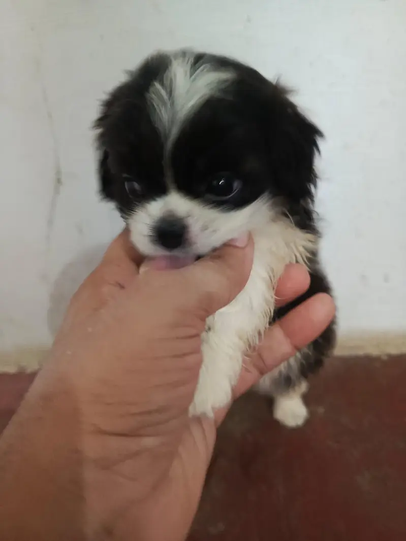 Shitzu Puppies — photo 9