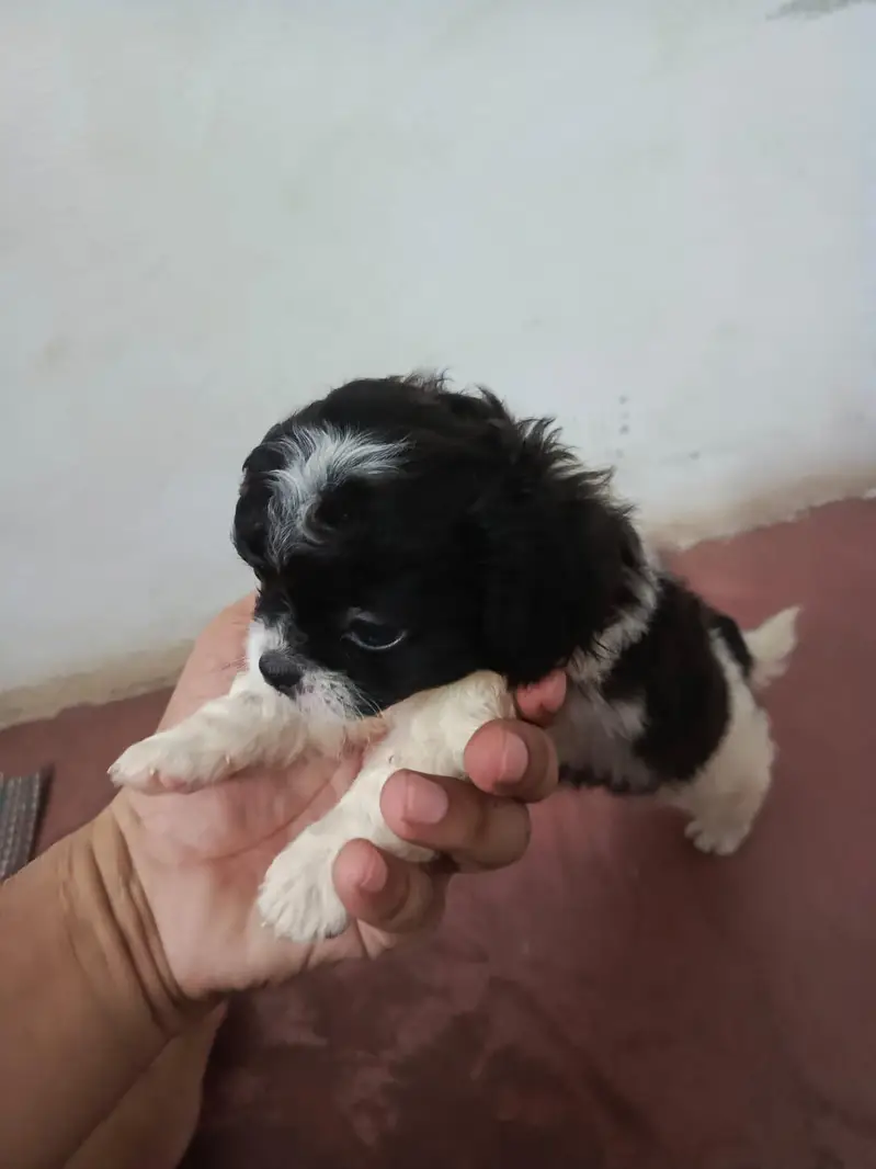Shitzu Puppies — photo 10