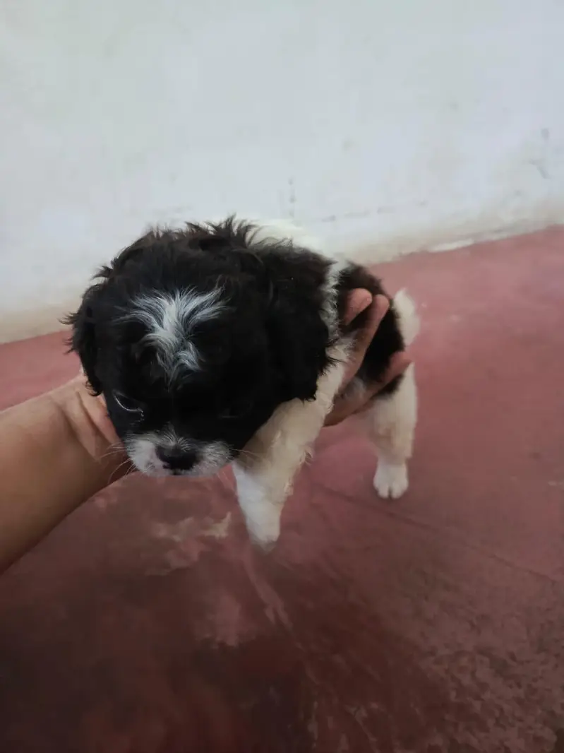 Shitzu Puppies — photo 12