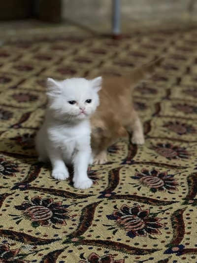 Persian kittens
