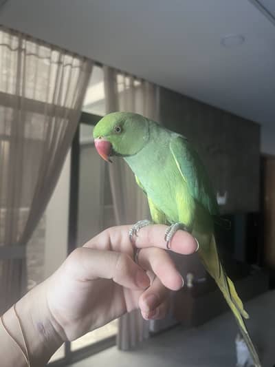Ring neck