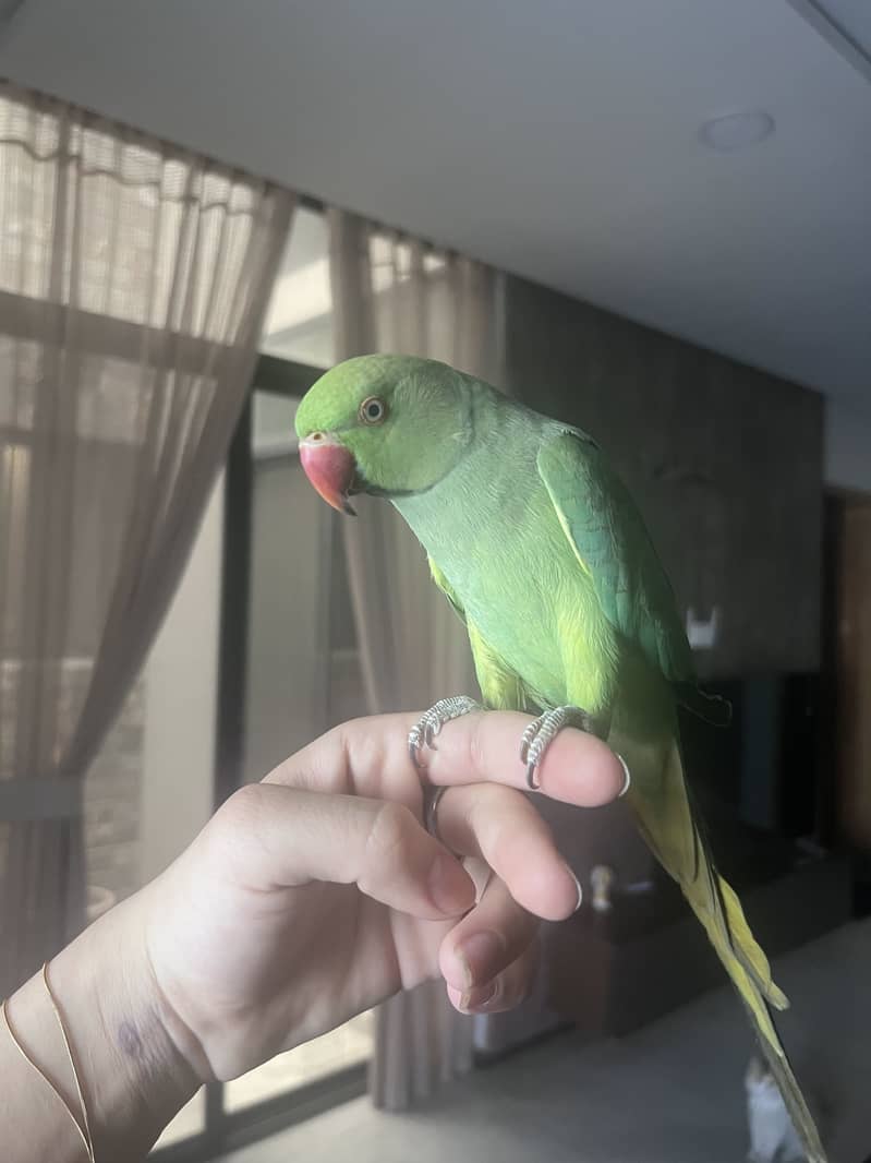 Ring neck 0
