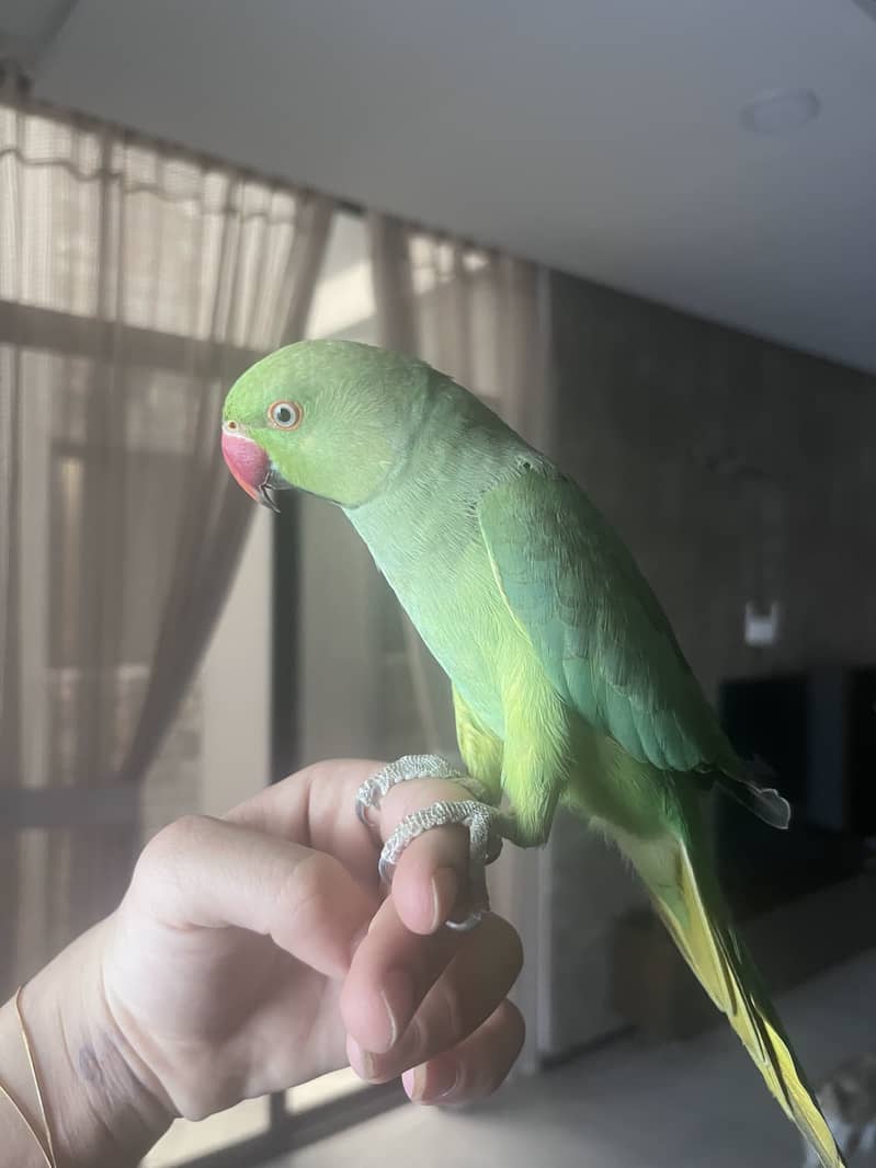 Ring neck 1