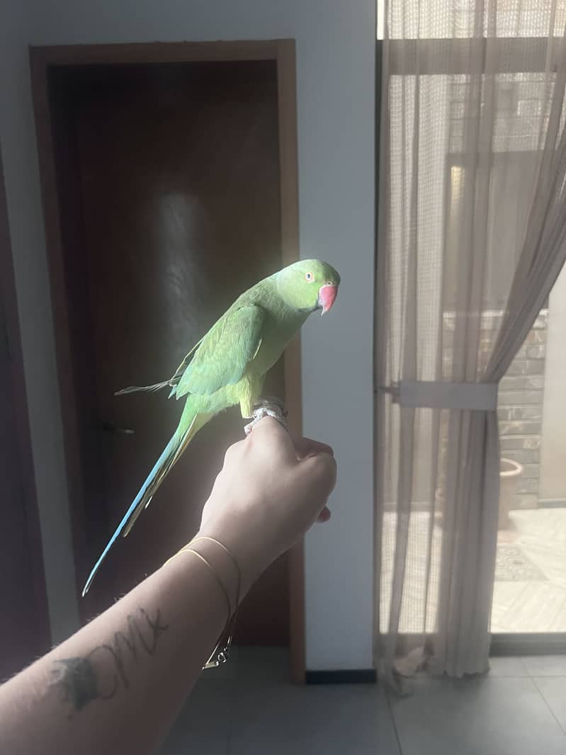 Ring neck 2