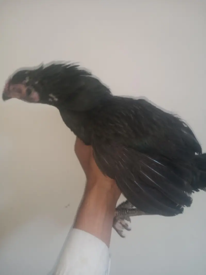 aseel murgiyan for sale — photo 6