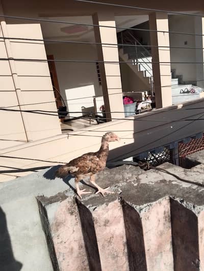 Aseel chicks for sale