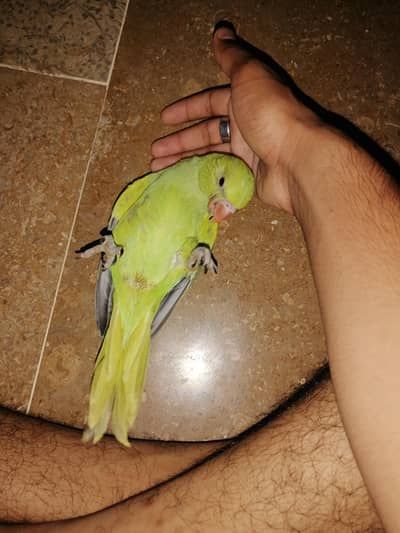 Green parrot chicks hai