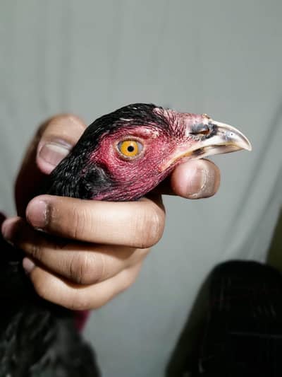 aseel murga java 3500 ke sath exchange . . Thai murgi for sale 7500