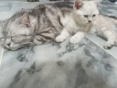 male kitten for adoption