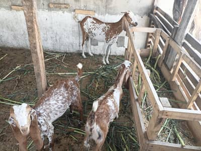 Desi bakri for sale Sath 2 bchy hn makichini bkra bhot hi ala nsl hy