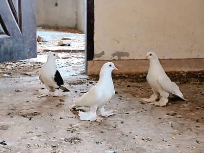 swallow breeder pair full active and healthy