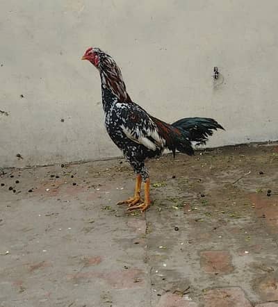 aseel patha