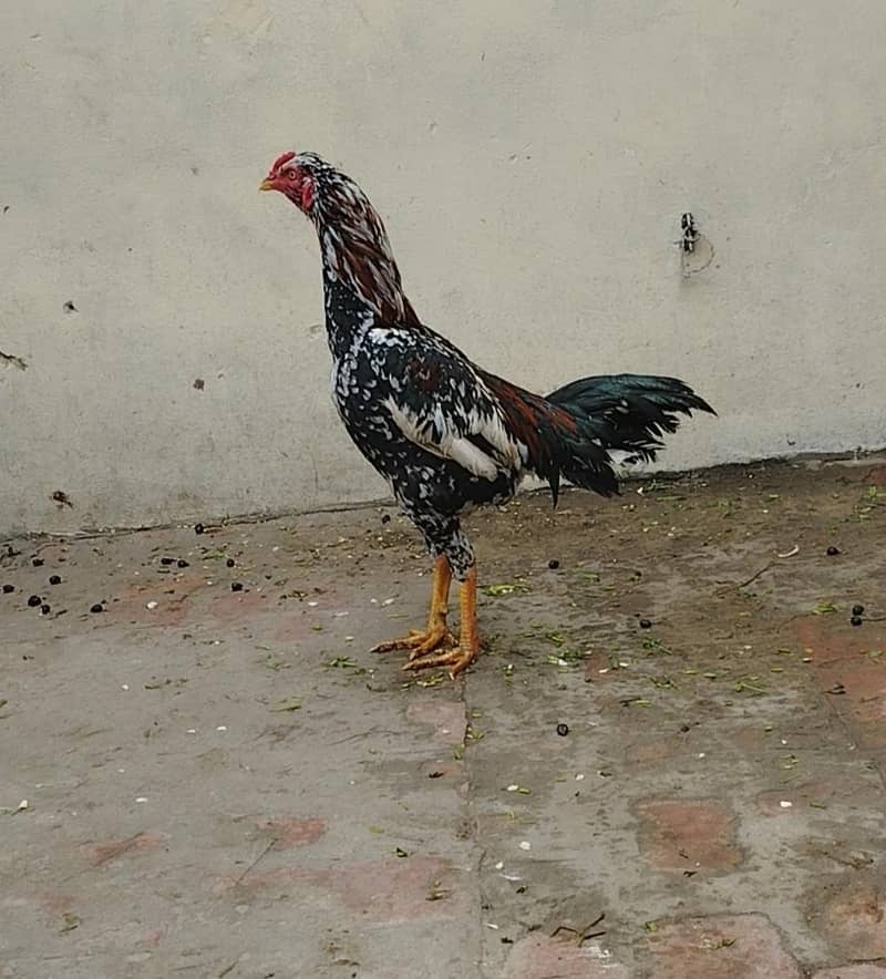 aseel patha 0