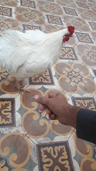 heera male foe sale active and heathly hai.