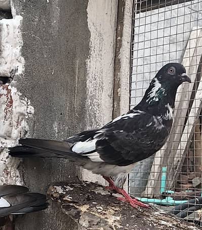 Mia nazeer wala dubwala teddy kamagar sadna  kabootar piegon