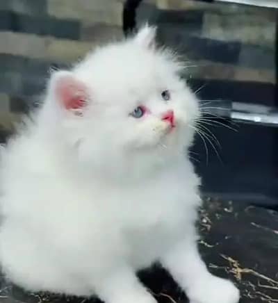 (Persian female kitten) (for sale all) (Pakistan delivery available)