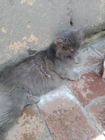 cat sale