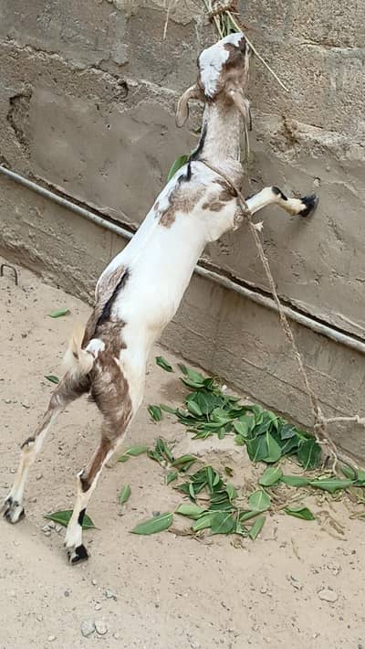 teddy bakra urgent for sale