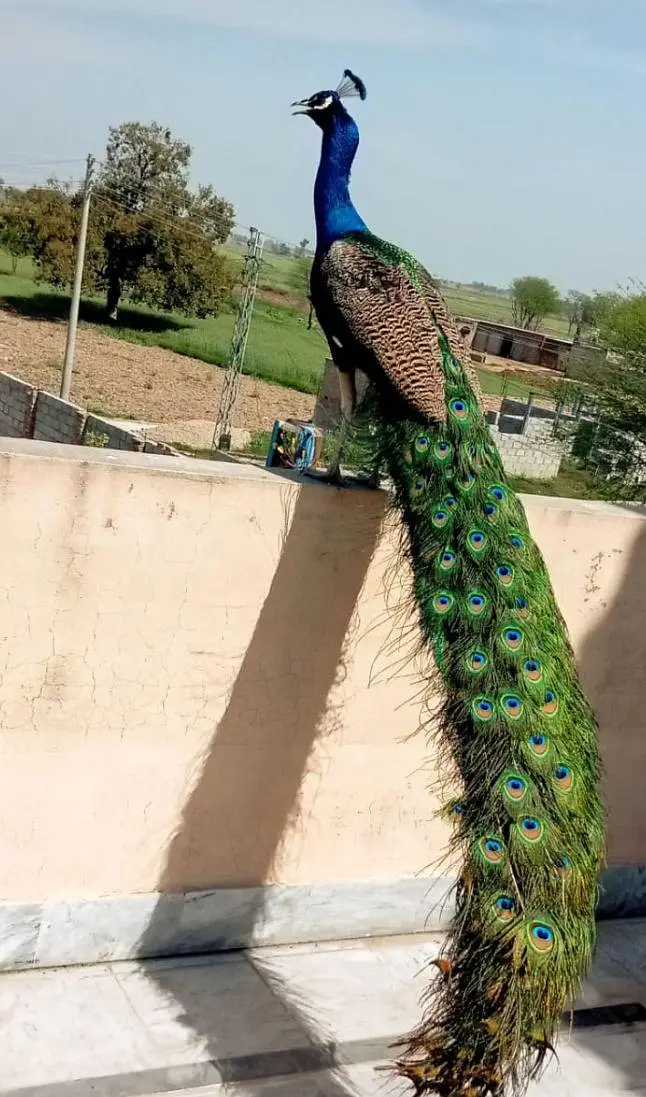 Blue Peacock Male 3+ Saal - Full Dum Wala Breeder Mor - Gujrat`