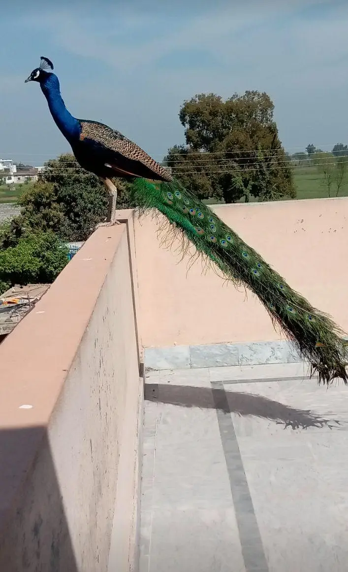 Blue Peacock Male 3+ Saal - Full Dum Wala Breeder Mor - Gujrat` — photo 2