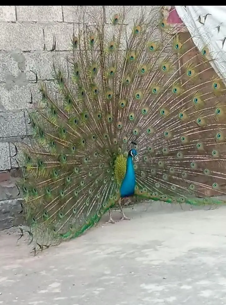 Blue Peacock Male 3+ Saal - Full Dum Wala Breeder Mor - Gujrat` — photo 3