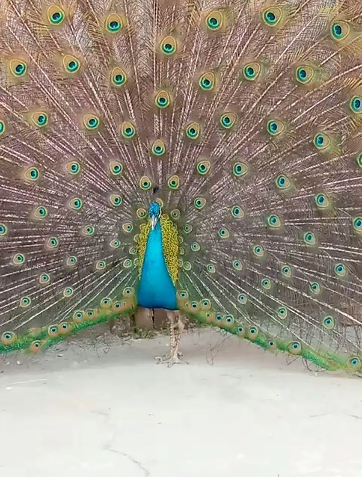 Blue Peacock Male 3+ Saal - Full Dum Wala Breeder Mor - Gujrat` — photo 4