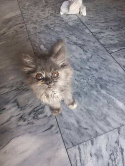 persian Cat Double Coated