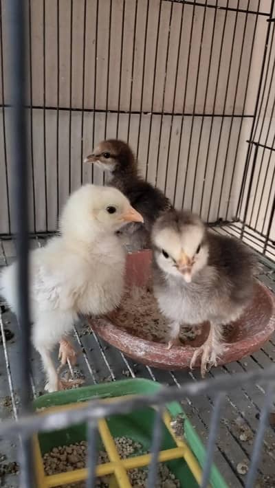chicks for sale
