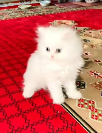 (Persian female kitten) (for sale all) (Pakistan delivery available)