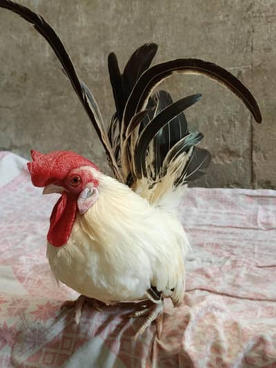 japenes zero size male available