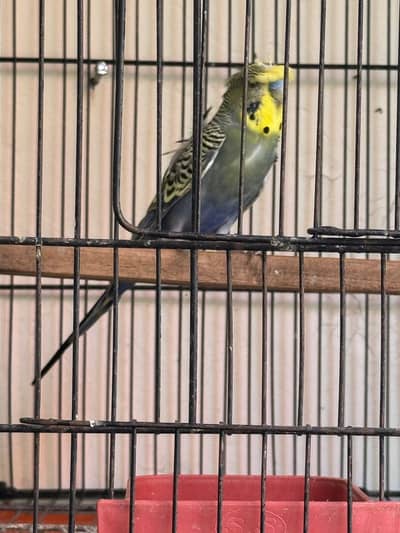 Rare Hogoromo Cross Budgies – Great Breeding Potential