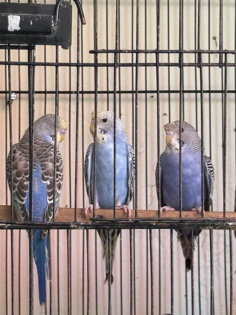Rare Hogoromo Cross Budgies – Great Breeding Potential