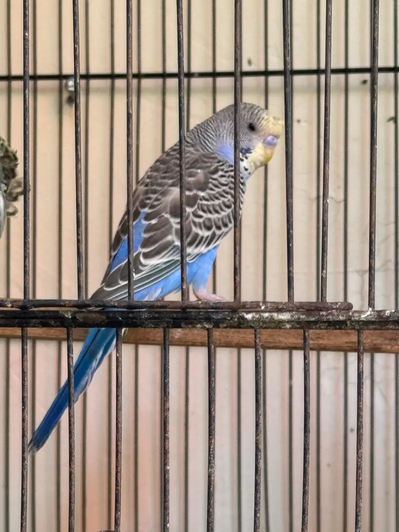 Rare Hogoromo Cross Budgies – Great Breeding Potential — photo 2