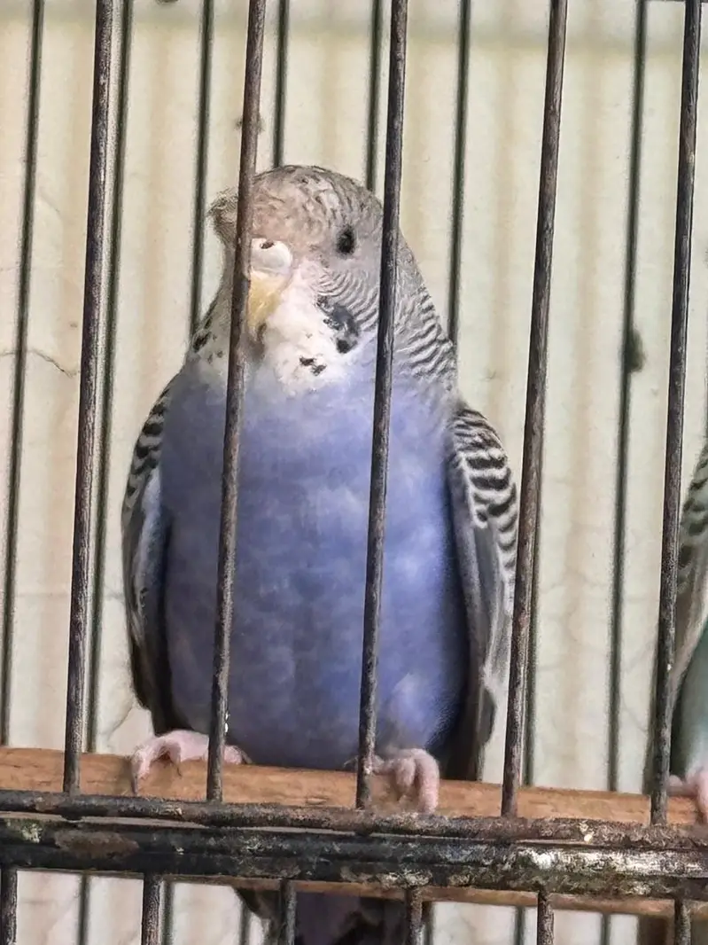 Rare Hogoromo Cross Budgies – Great Breeding Potential — photo 3