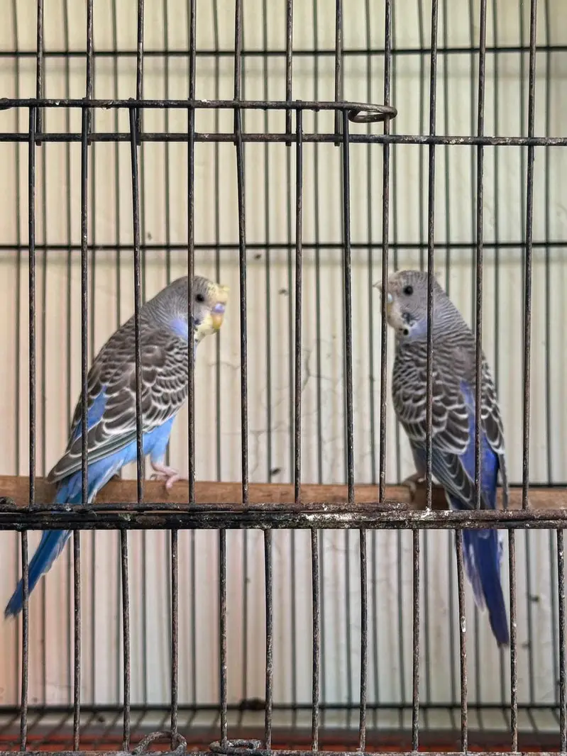 Rare Hogoromo Cross Budgies – Great Breeding Potential — photo 4