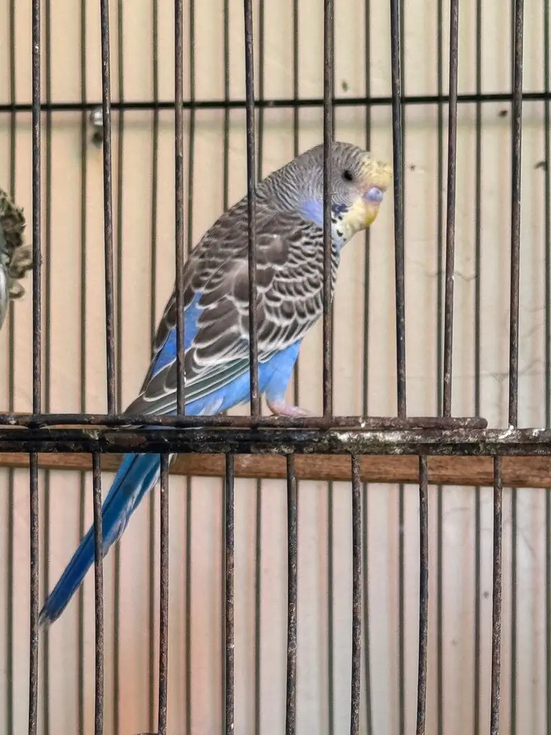 Rare Hogoromo Cross Budgies – Great Breeding Potential — photo 5
