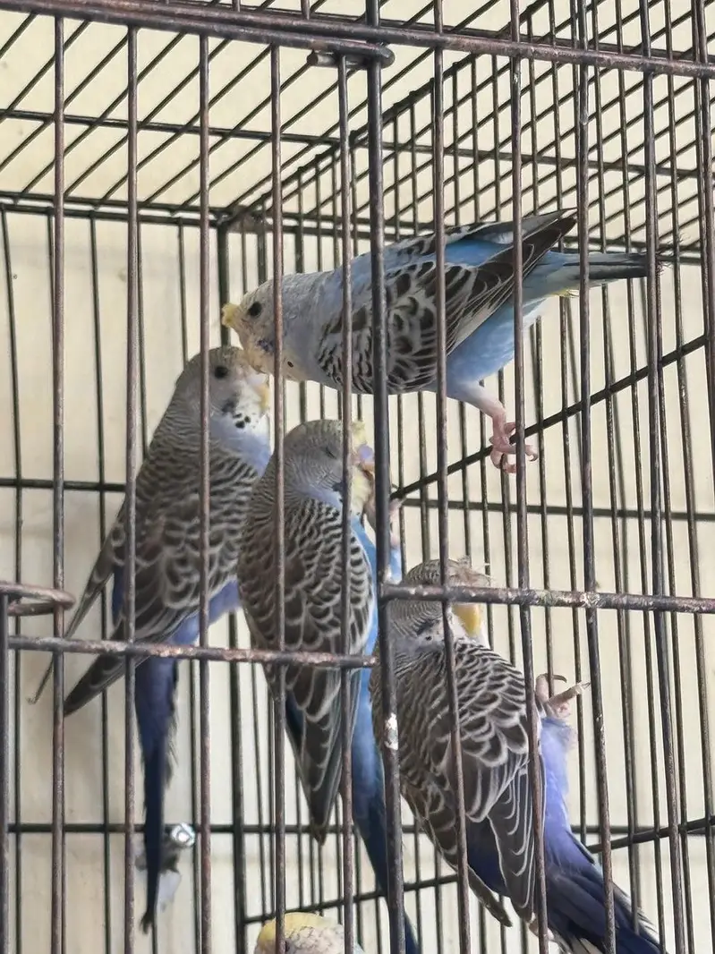Rare Hogoromo Cross Budgies – Great Breeding Potential — photo 6