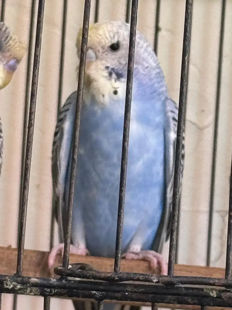 Rare Hogoromo Cross Budgies – Great Breeding Potential — photo 7